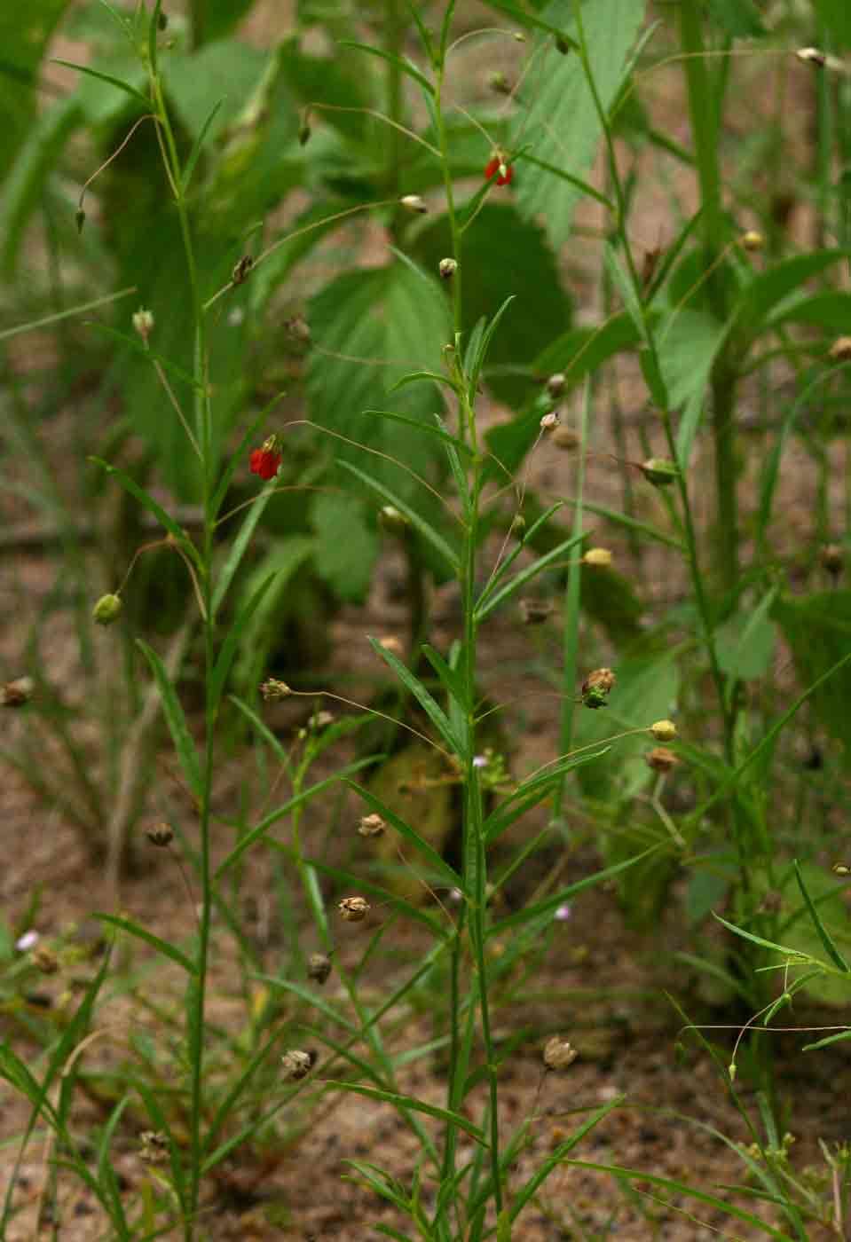 Image of Hermannia modesta (Ehrenb.) Planch.