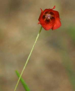 Plancia ëd Hermannia modesta (Ehrenb.) Planch.