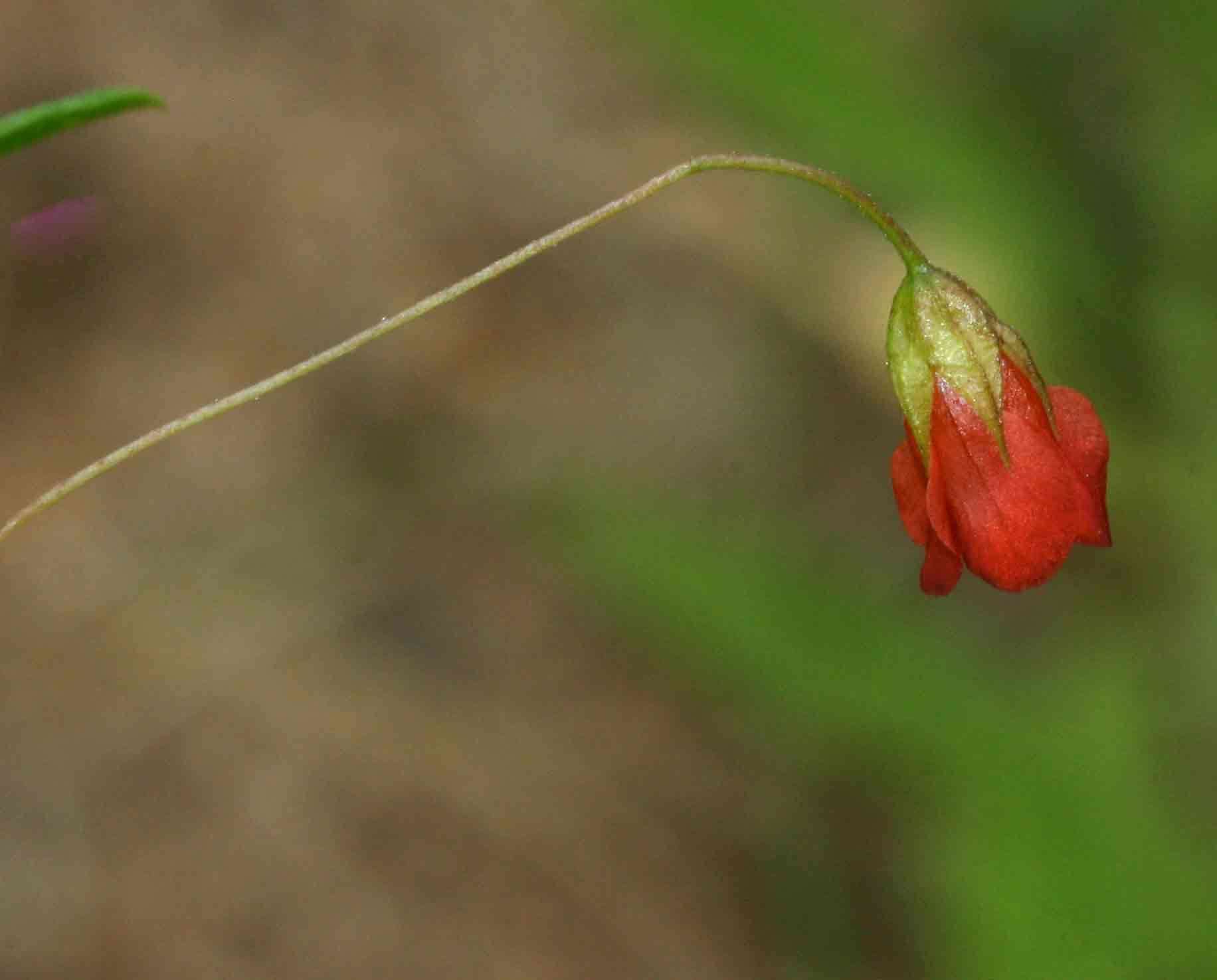 Image of Hermannia modesta (Ehrenb.) Planch.
