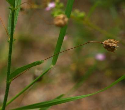 Plancia ëd Hermannia modesta (Ehrenb.) Planch.