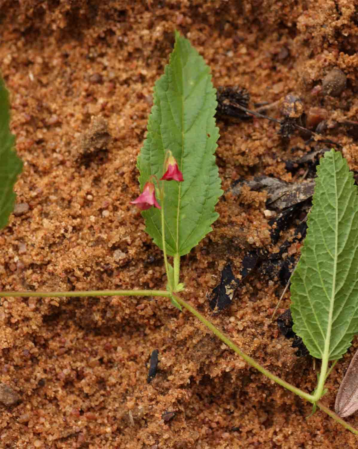 Plancia ëd Hermannia quartiniana A. Rich.