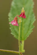 Plancia ëd Hermannia quartiniana A. Rich.