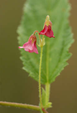 Plancia ëd Hermannia quartiniana A. Rich.