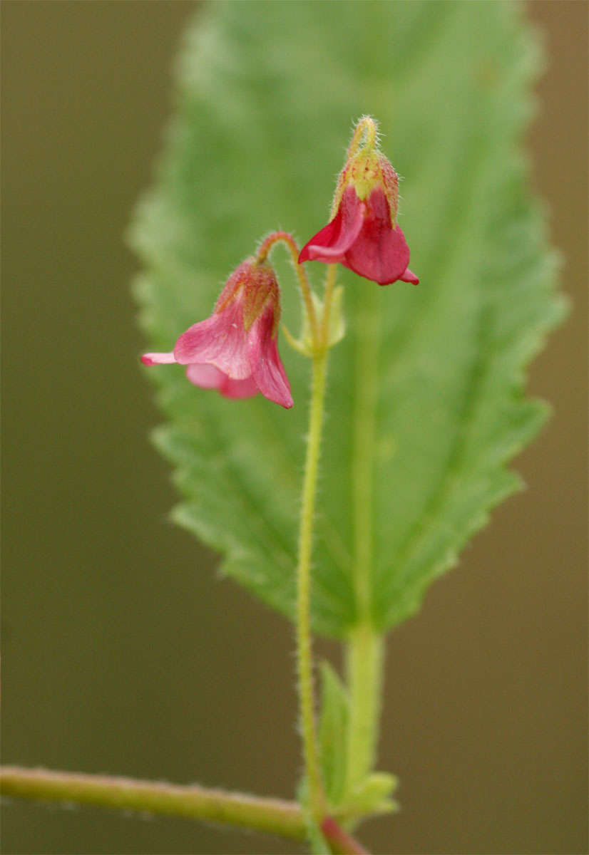 Plancia ëd Hermannia quartiniana A. Rich.