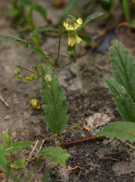 Plancia ëd Hermannia quartiniana A. Rich.