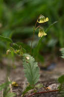 Plancia ëd Hermannia quartiniana A. Rich.