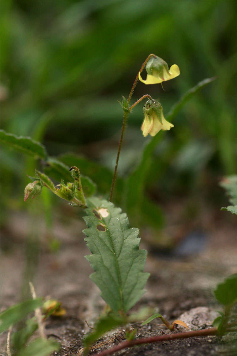 Plancia ëd Hermannia quartiniana A. Rich.