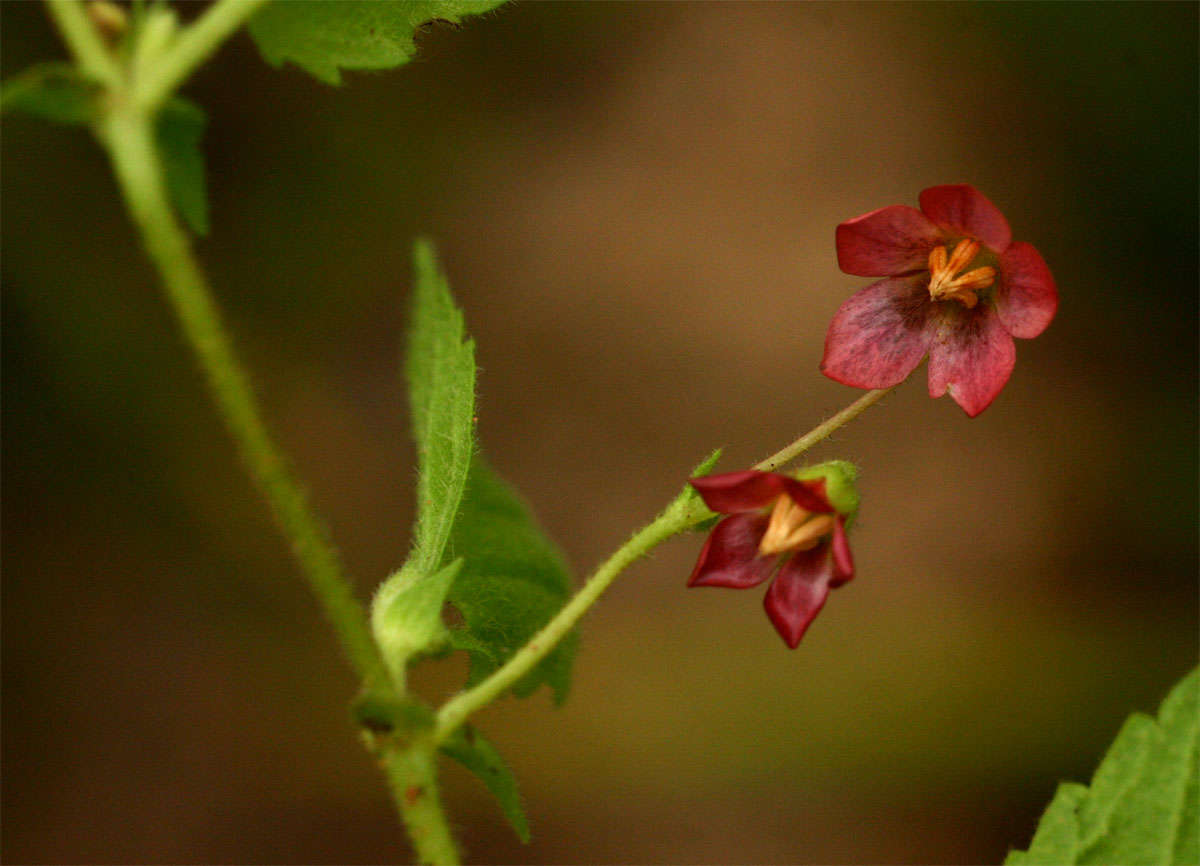 Plancia ëd Hermannia quartiniana A. Rich.