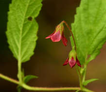 Plancia ëd Hermannia quartiniana A. Rich.