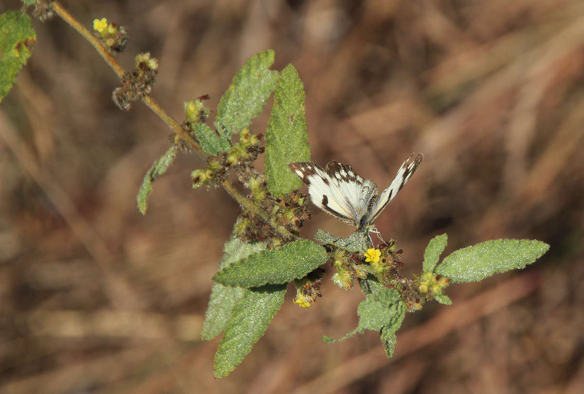 Imagem de Waltheria