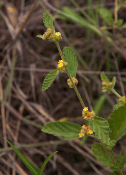 Imagem de Waltheria