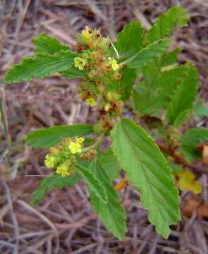 Image de Waltheria