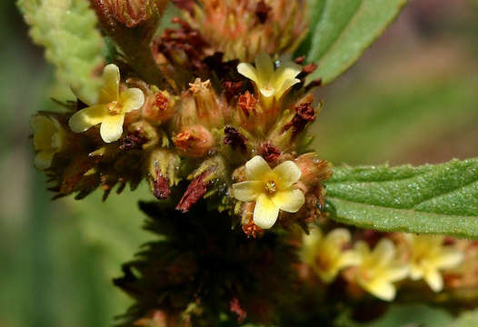 Image de Waltheria