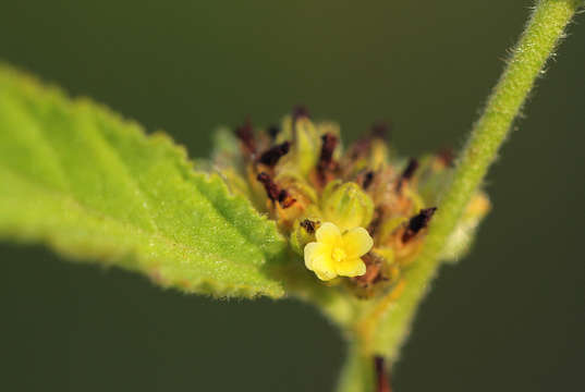 Image de Waltheria