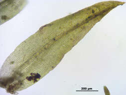 Image of zygodon moss