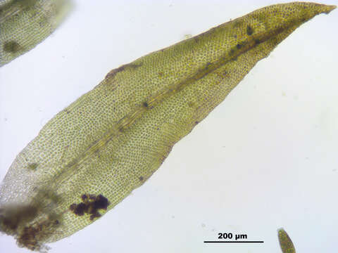 Image of zygodon moss