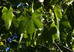 Sterculia appendiculata K. Schum. ex Engl.的圖片