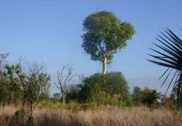 Sterculia appendiculata K. Schum. ex Engl.的圖片