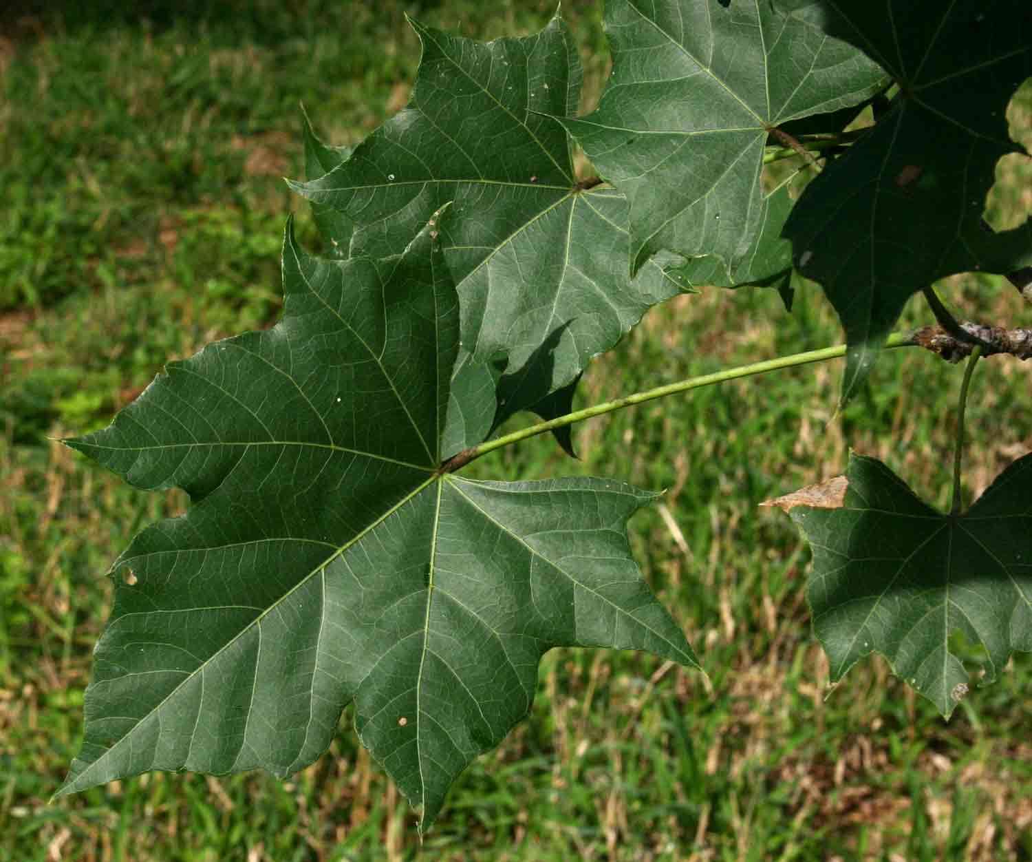 Sterculia appendiculata K. Schum. ex Engl.的圖片