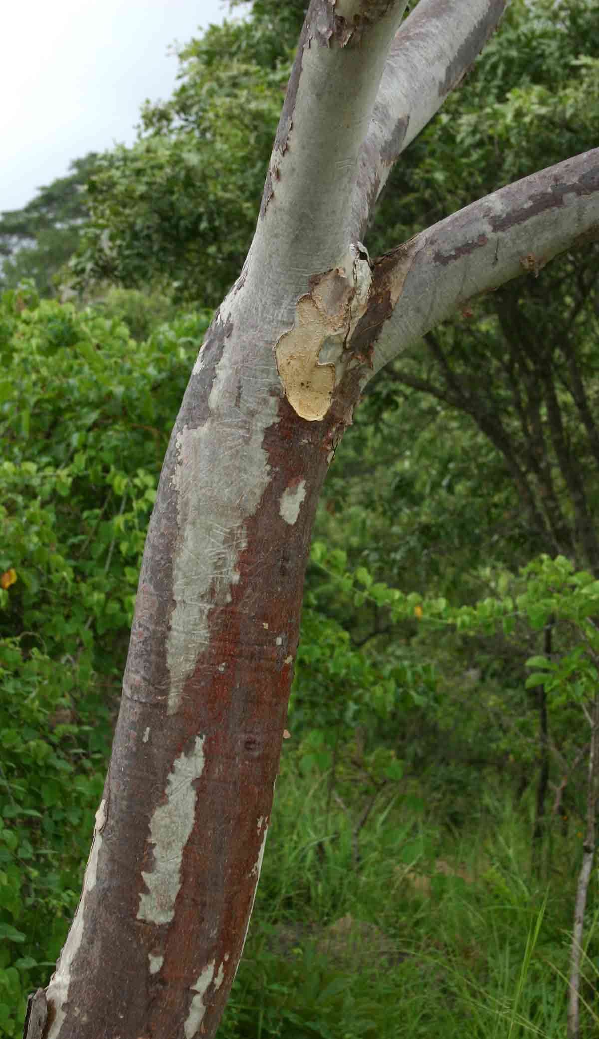 صورة Sterculia quinqueloba (Garcke) K. Schum.