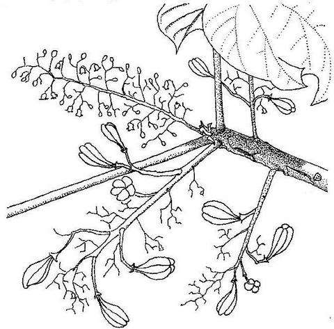 صورة Sterculia quinqueloba (Garcke) K. Schum.