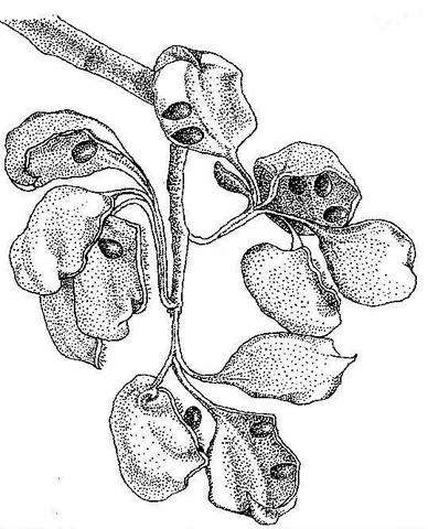 صورة Sterculia quinqueloba (Garcke) K. Schum.