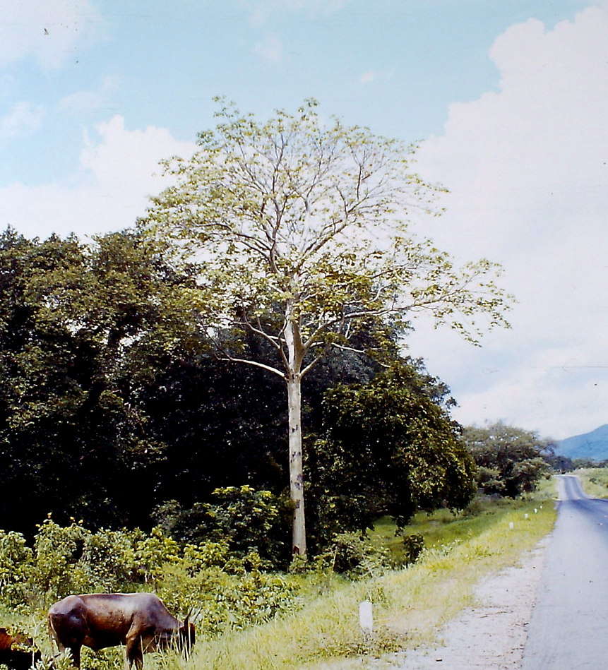 صورة Sterculia quinqueloba (Garcke) K. Schum.