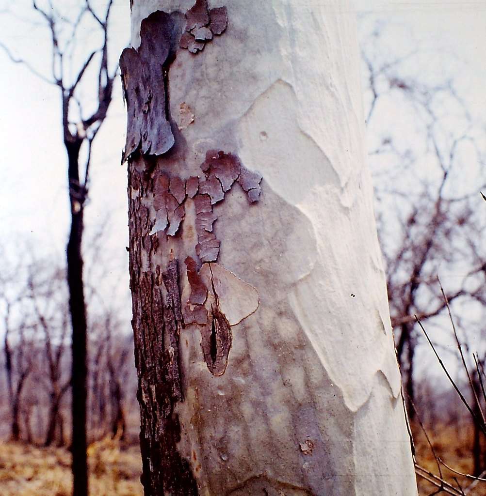 صورة Sterculia quinqueloba (Garcke) K. Schum.