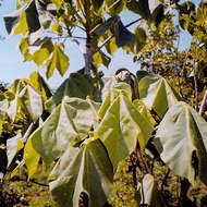 صورة Sterculia quinqueloba (Garcke) K. Schum.