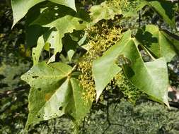 صورة Sterculia quinqueloba (Garcke) K. Schum.