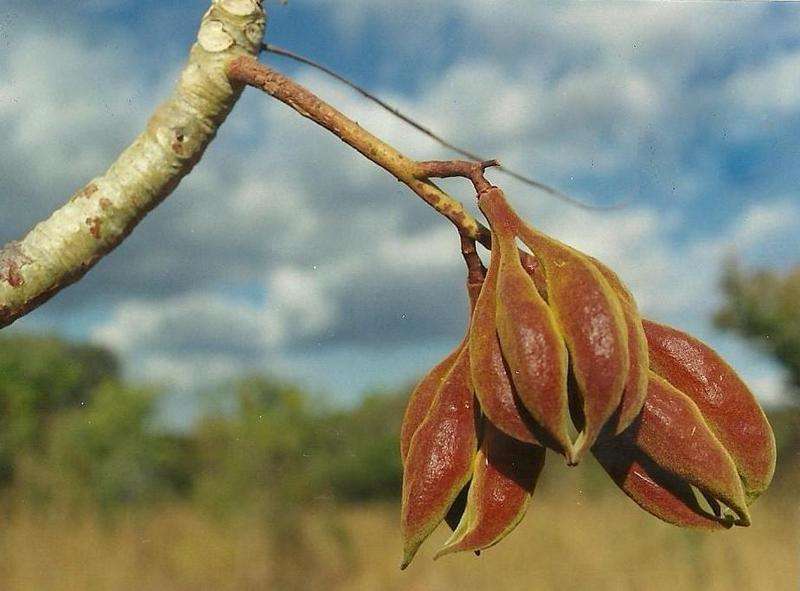 صورة Sterculia quinqueloba (Garcke) K. Schum.