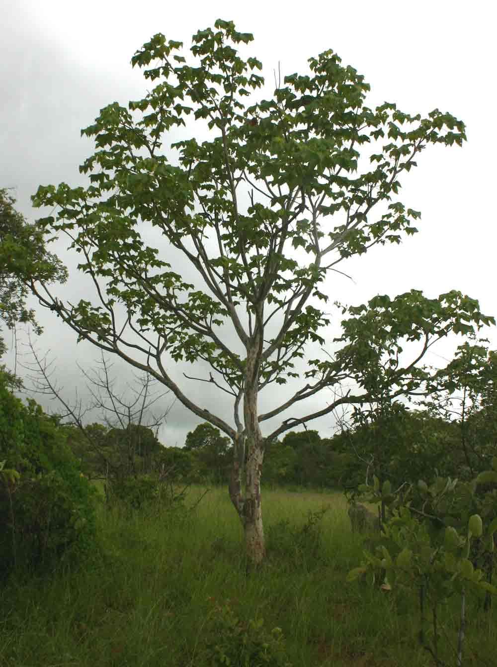 صورة Sterculia quinqueloba (Garcke) K. Schum.