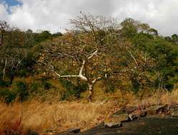 صورة Sterculia quinqueloba (Garcke) K. Schum.