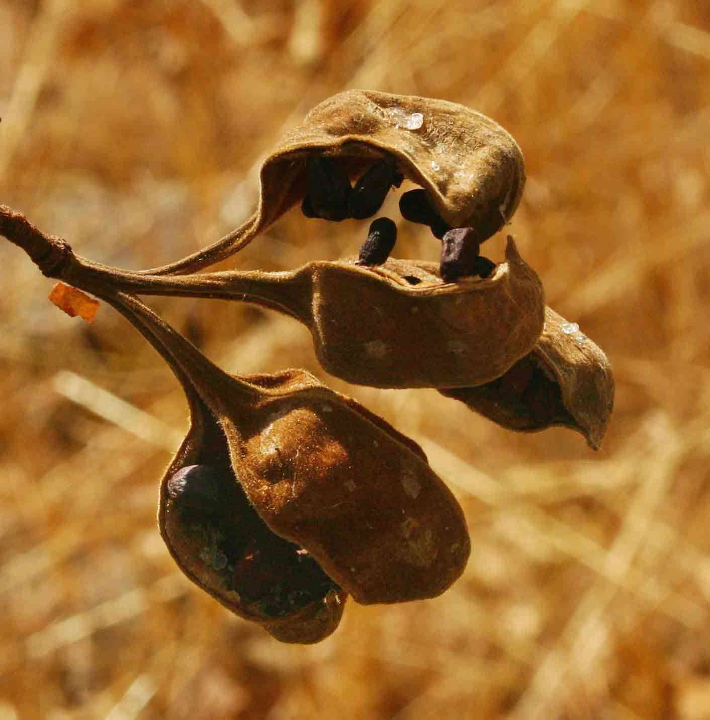 صورة Sterculia quinqueloba (Garcke) K. Schum.