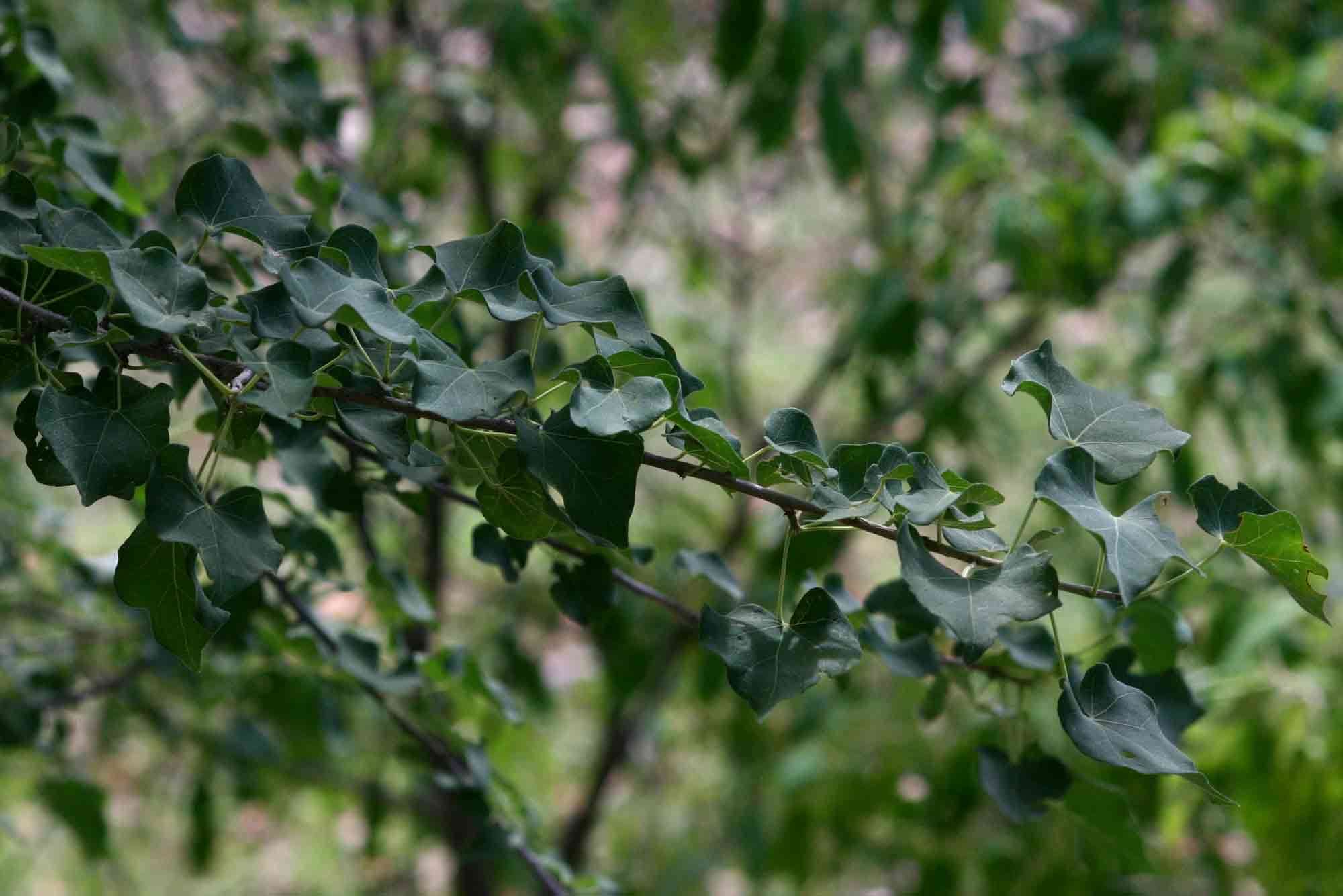 Image of Small-leaved star-chestnut