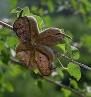 Image of Small-leaved star-chestnut