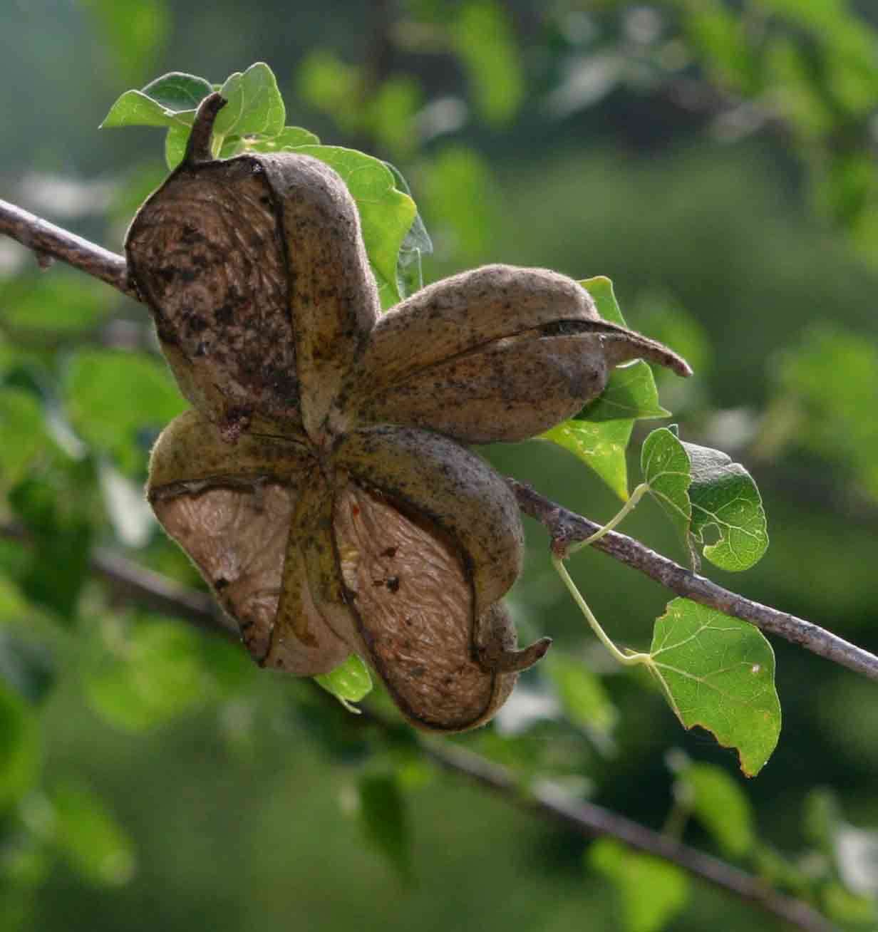 Image of Small-leaved star-chestnut