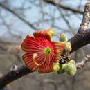 Image of Small-leaved star-chestnut