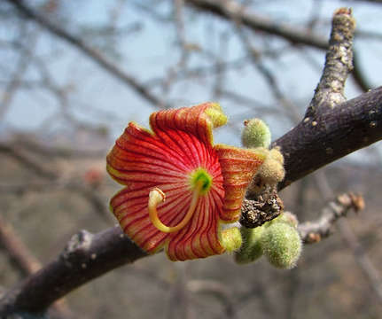 صورة Sterculia rogersii N. E. Br.