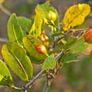 Plancia ëd Ochna barbosae N. Robson