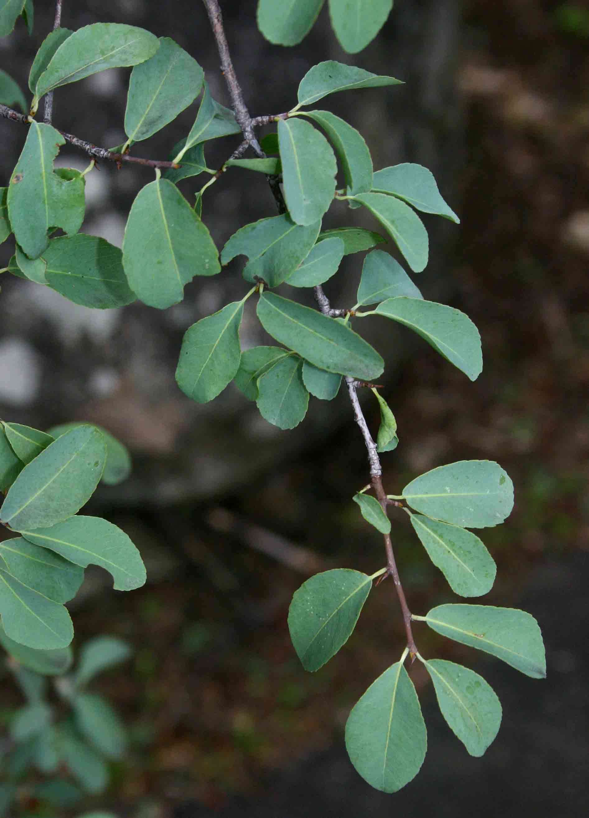 Image of Blue-leaved ochna