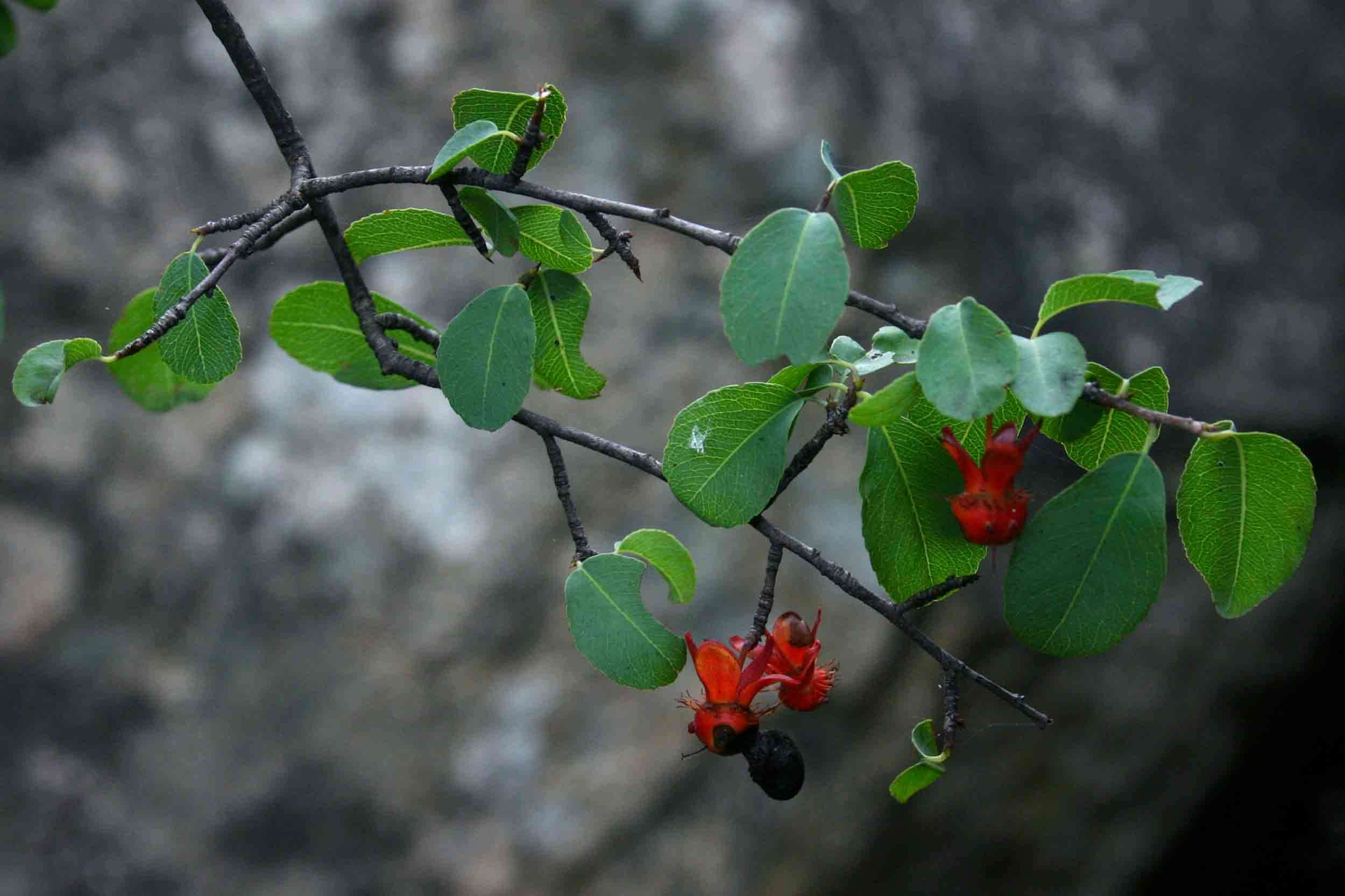 Image of Blue-leaved ochna