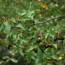 Image of Blue-leaved ochna