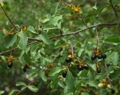 Image of Blue-leaved ochna