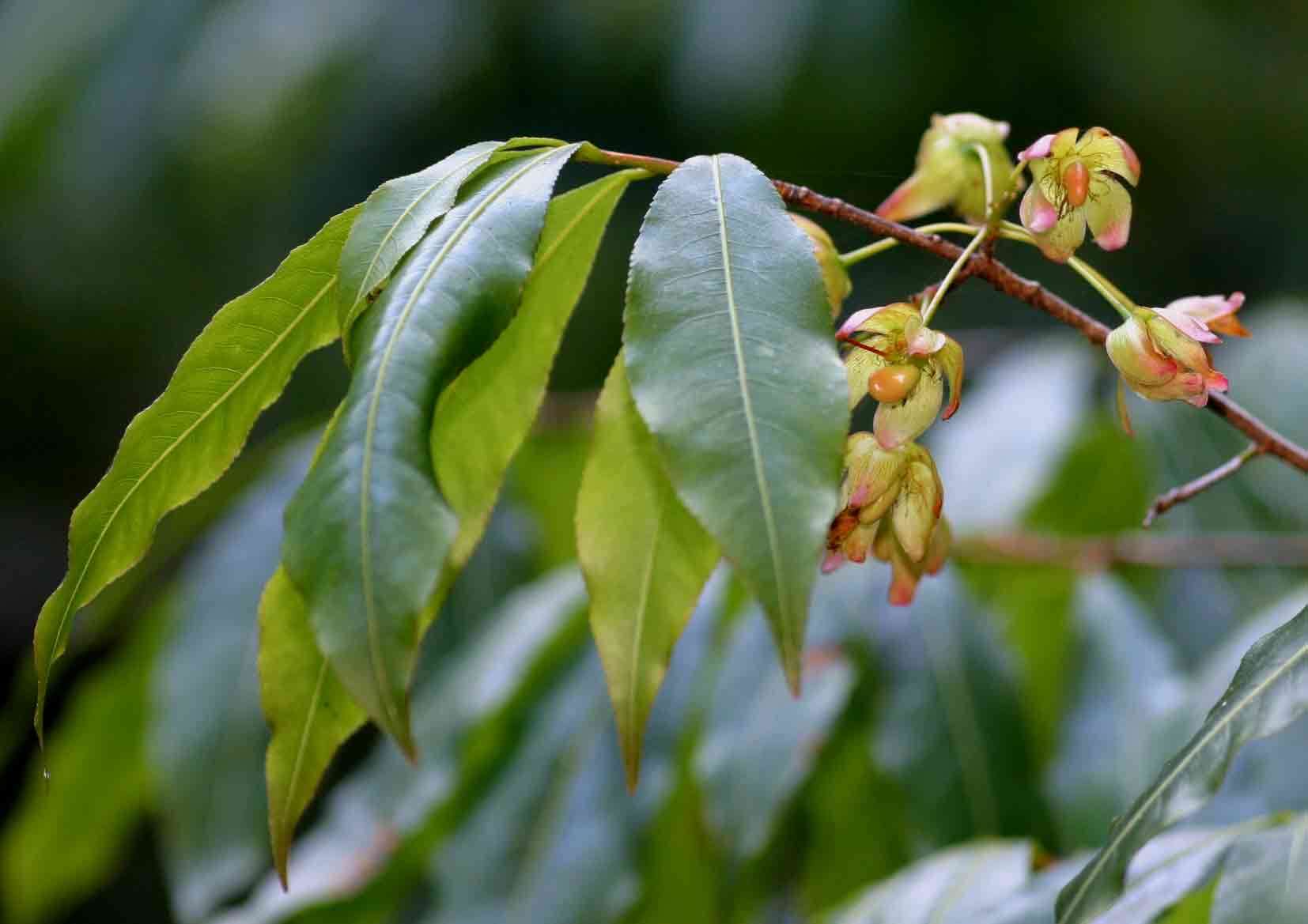 Image of Common forest ochna