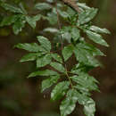 Image of Common forest ochna