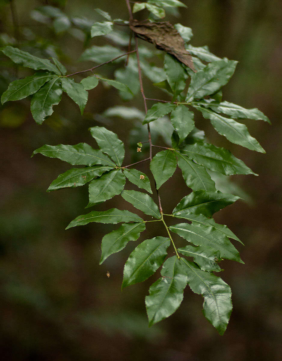 Image of Common forest ochna