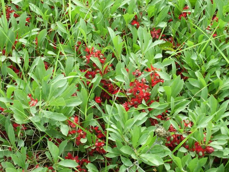 Image of Ochna leptoclada Oliv.