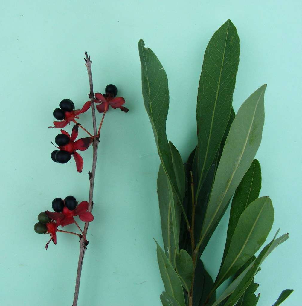 Image of Ochna leptoclada Oliv.