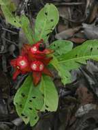 Image of Dwarf ochna